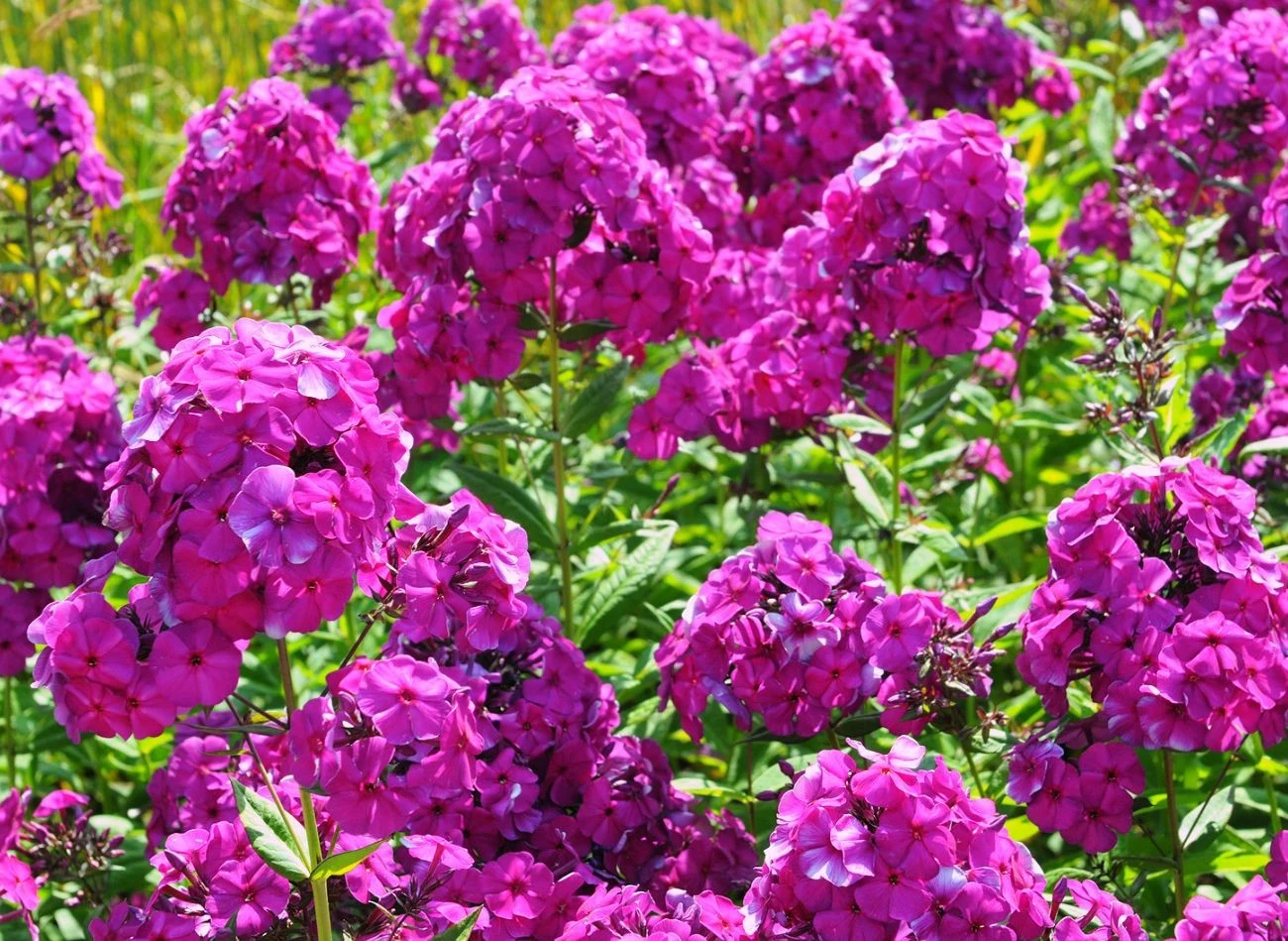 Floks powinien być przycinany, gdy pierwsze kwiaty na baldachimie zaczynają już więdnąć