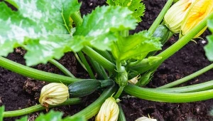 Cukinia ma duże zapotrzebowanie na wodę i składniki odżywcze. Jakie nawozy będą najlepsze na zwiększenie plonów.