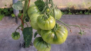 Przerzedzanie jest łatwym sposobem na duże i smaczne pomidory.