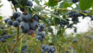 Jak ochronić owoce borówki amerykańskiej przed ptakami?