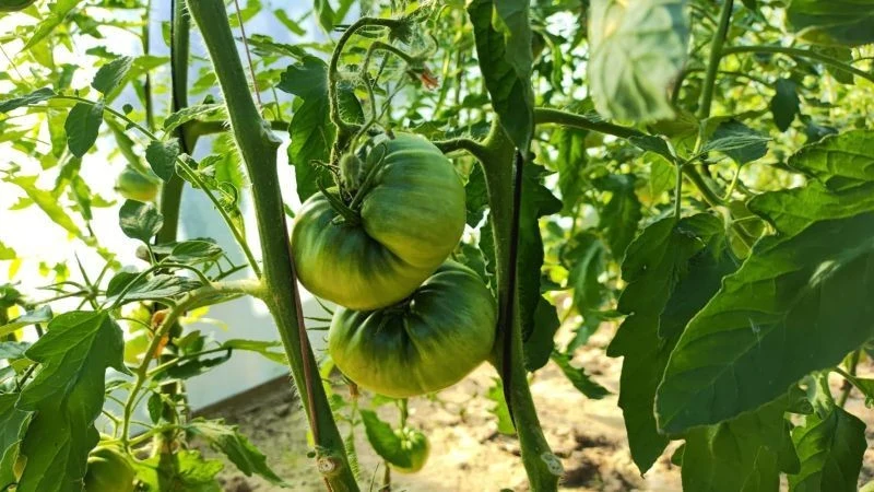 Przerzedzanie jest zalecane zwłaszcza w przypadku wielkoowocowych odmian pomidorów