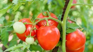 Jak uprawiać pomidory bez chemii i mieć duże, zdrowe plony?
