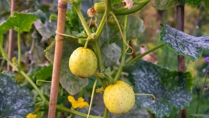 Ogórek 'Lemon" jest w prosty w uprawie i delikatniejszy w smaku od zwykłego ogórka.