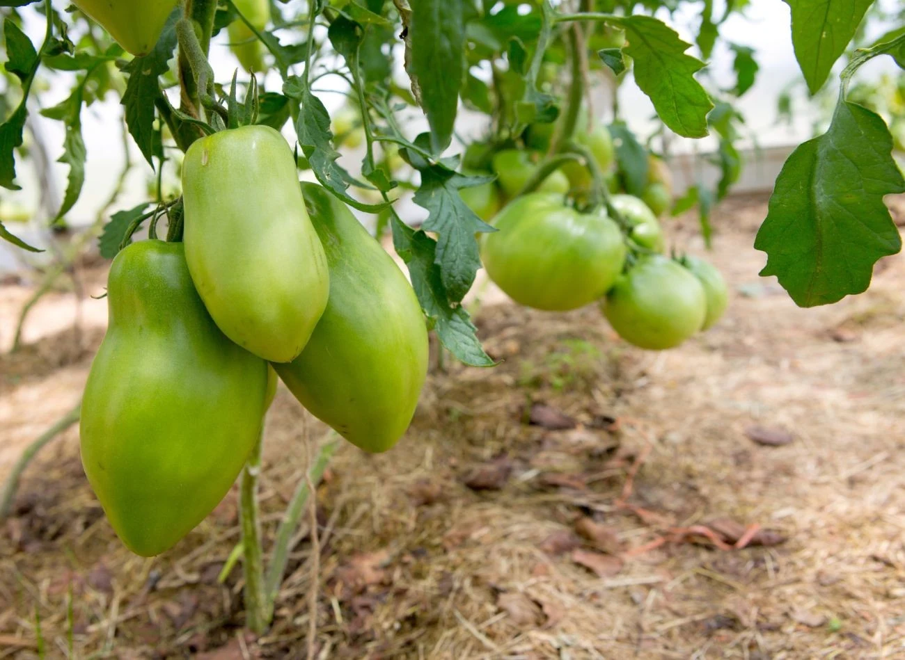 Do ściółkowania pomidorów najlepiej nadaje się suszona trawa lub słoma.