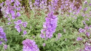 Kocimiętka jest uroczą byliną, która ma niewielkie wymagania. W jaki sposób przedłużyć jej kwitnienie.