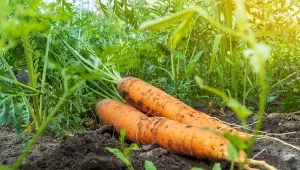 Jak pielęgnować marchew, by miała długie, zdrowe korzenie?