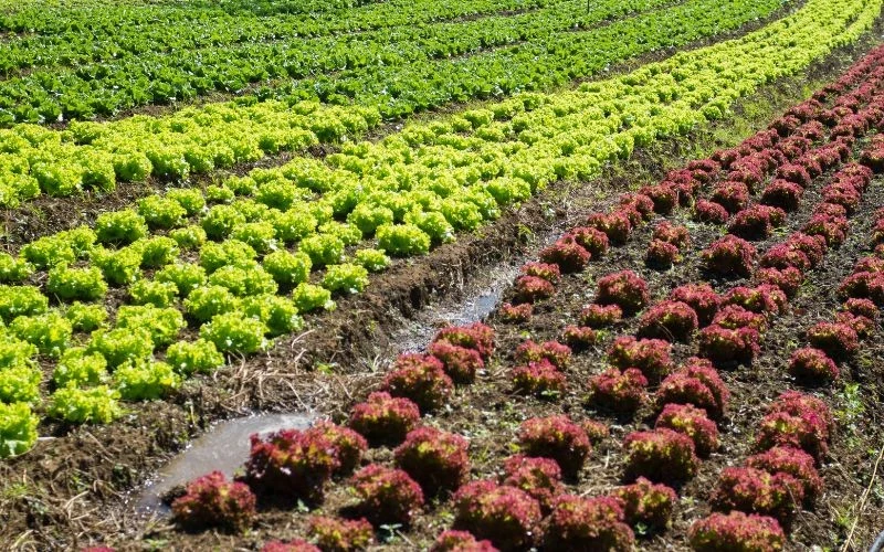 W trakcie chłodnego i deszczowego sezonu ogromne znaczenie ma odpowiedni wybór stanowiska uprawy