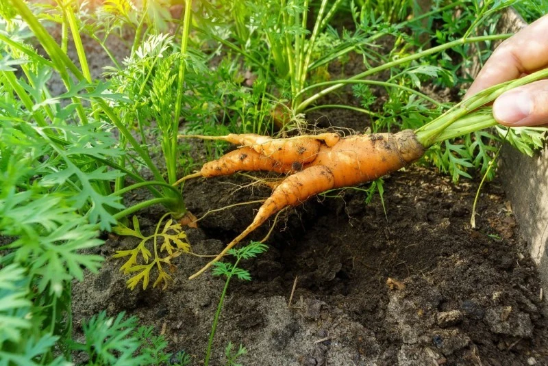 Korzenie marchwi mogą ulegać deformacji przez kilka różnych błędów w uprawie.