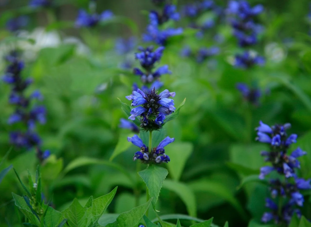 Przycięcie kocimiętki w odpowiednim czasie to kluczowy zabieg, który zapewnia jej ponowne kwitnienie.