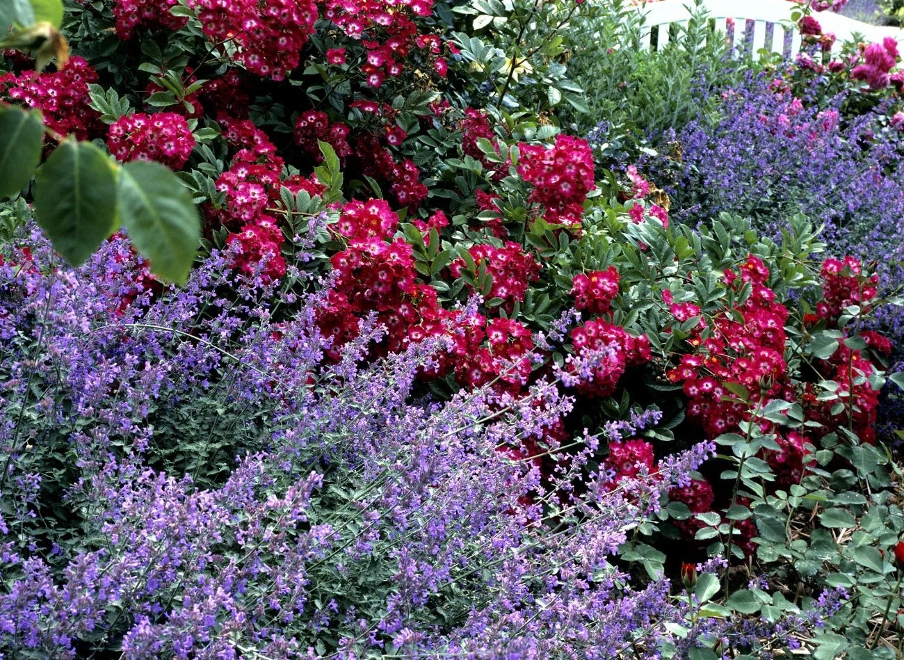 Kocimiętka dobrze komponuje się na rabatach, często jest stosowana jako roślina okrywowa.