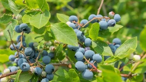 Jak podwoić owocowanie borówki amerykańskiej? Kluczowe nawożenie i podlewanie