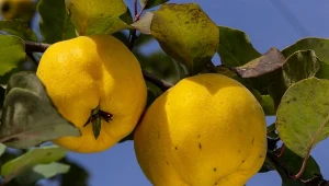 Owoce pigwy gruszkowej są cennym źródłem witaminy C.