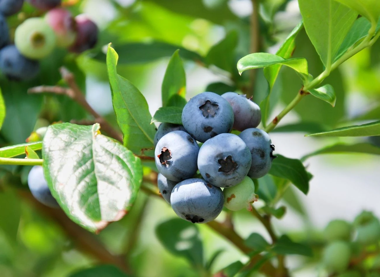 Podczas podlewania borówki amerykańskiej należy unikać celowego moczenia owoców