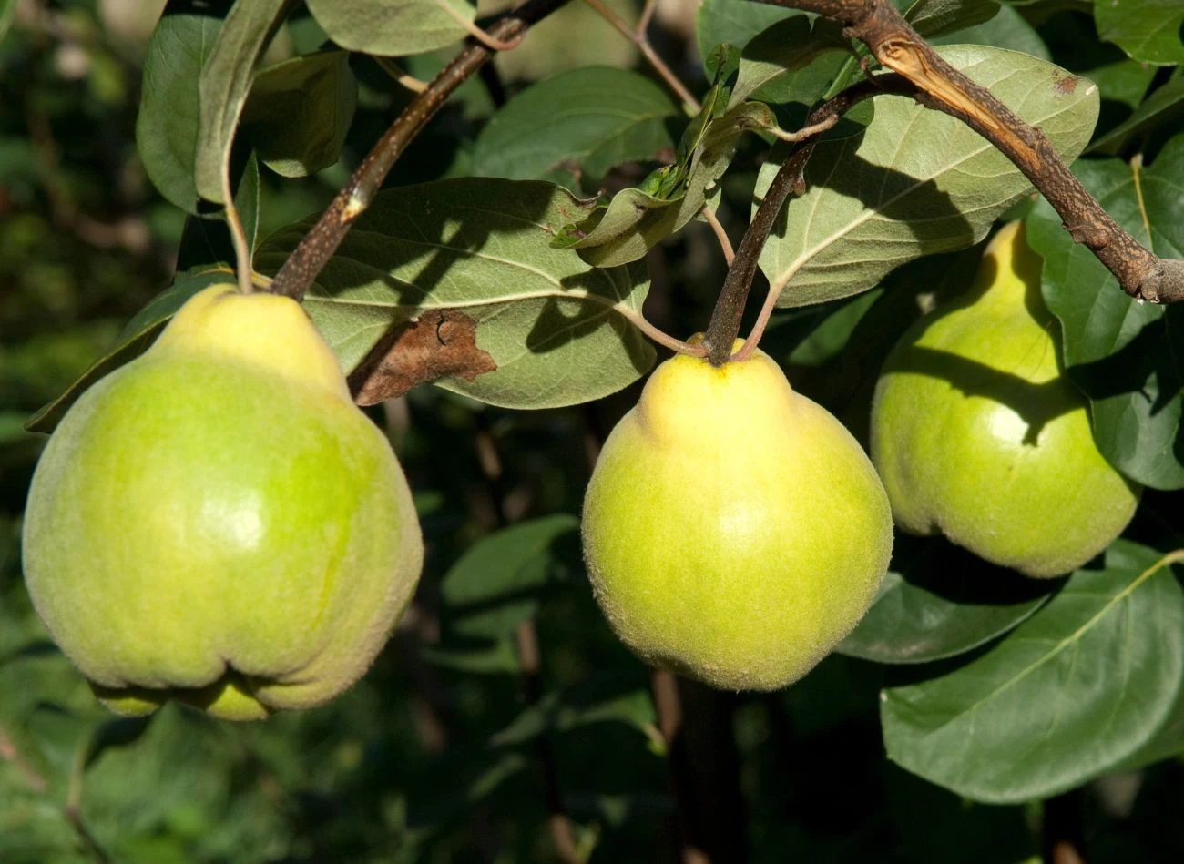 Jak sama nazwa wskazuje, owoce pigwy gruszkowej wyglądem przypominają gruszkę
