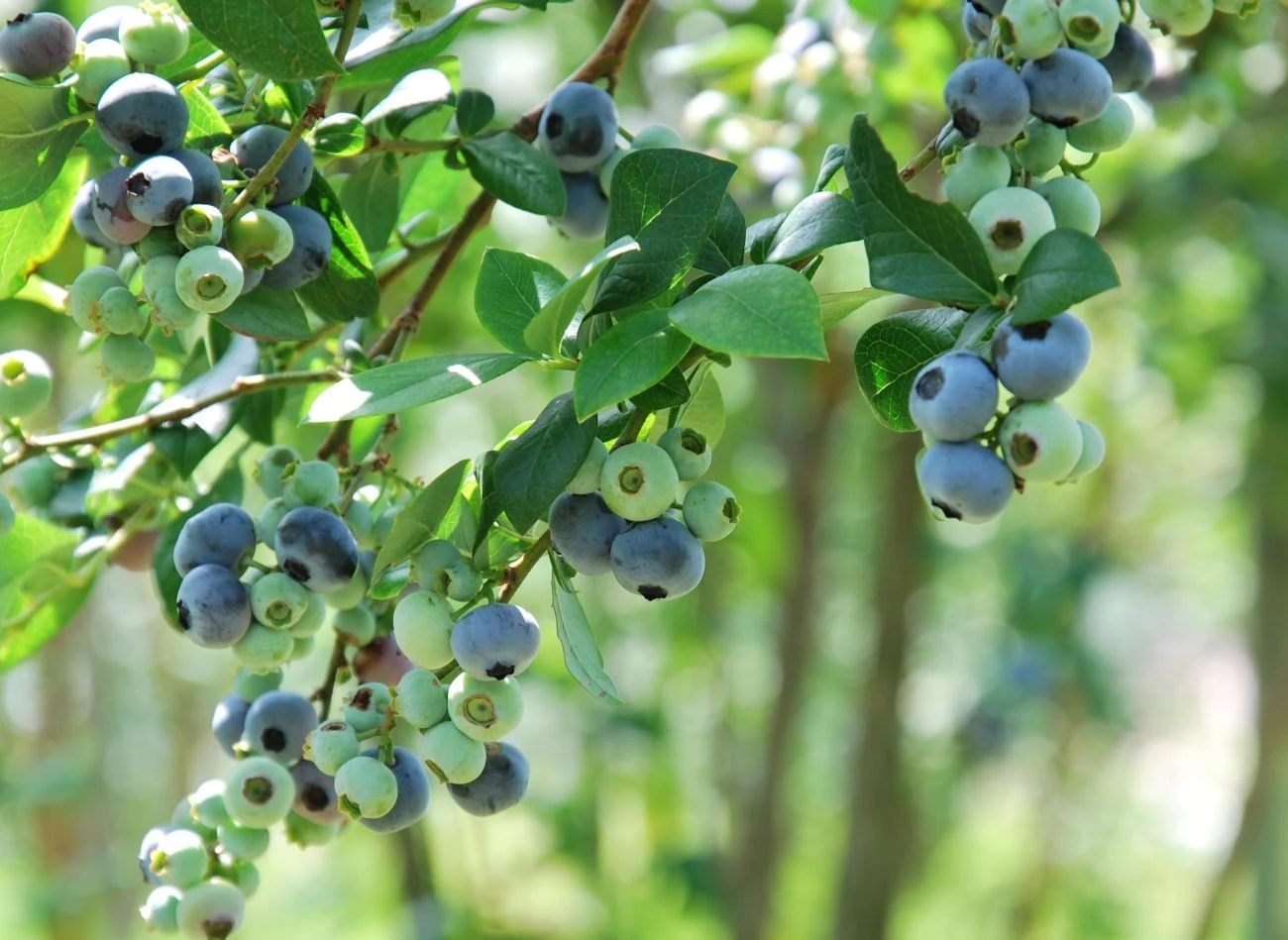 Podczas letniego nawożenia borówki amerykańskiej należy unikać nawozów bogatych w azot