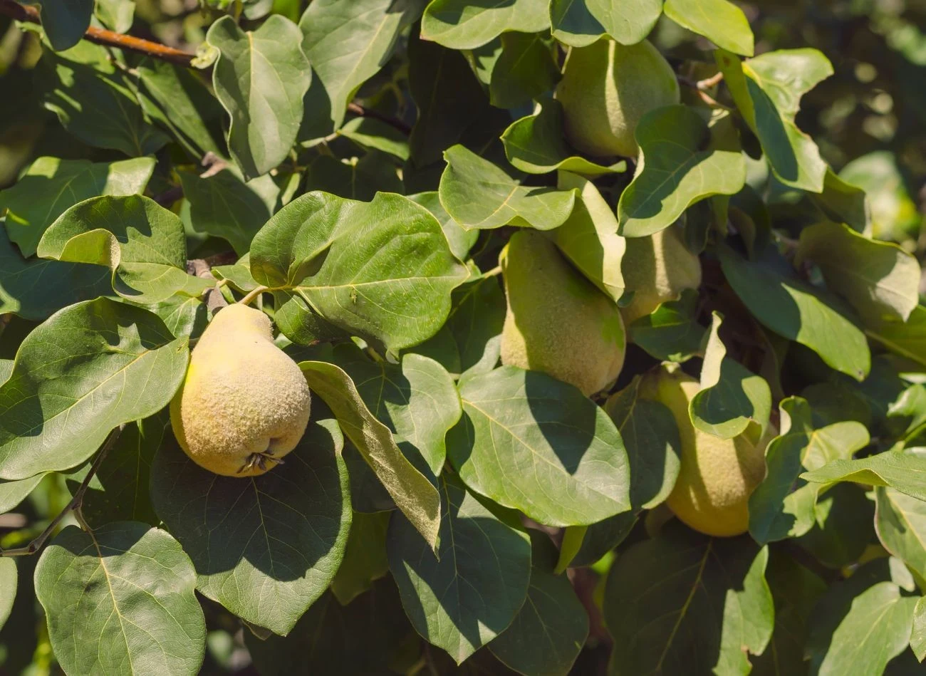 Do uprawy w Polsce, warto wykorzystać mrozoodporne odmiany pigwy gruszkowej