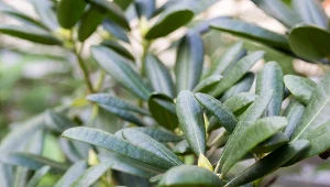 Odmładzanie rododendrona. Jak to zrobić, żeby lepiej kwitł?