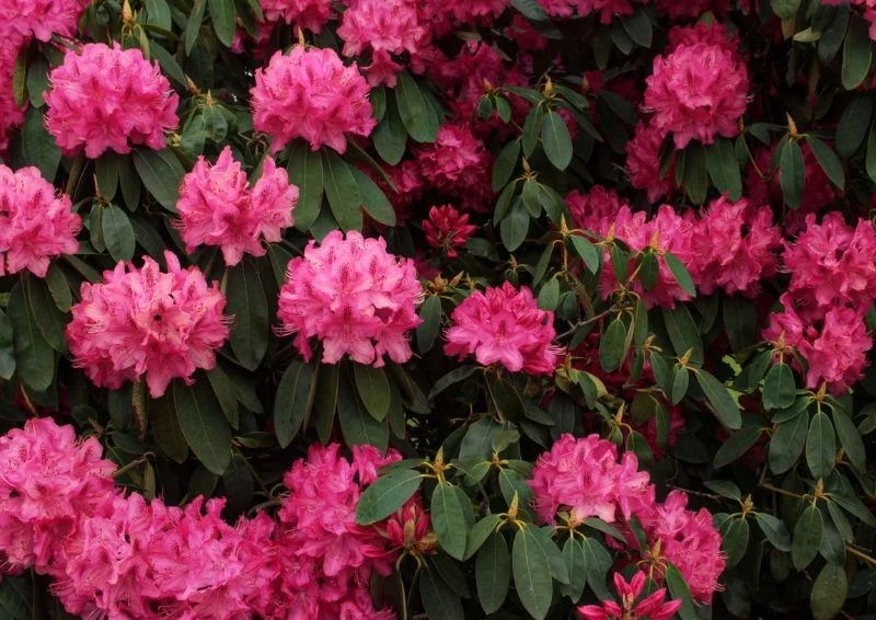 Po odmłodzeniu trzeba chwilę poczekać na pierwsze obfite kwitnienie.