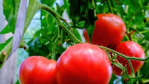 Chcesz szybciej zebrać plony? Tak przyspieszysz dojrzewanie pomidorów
