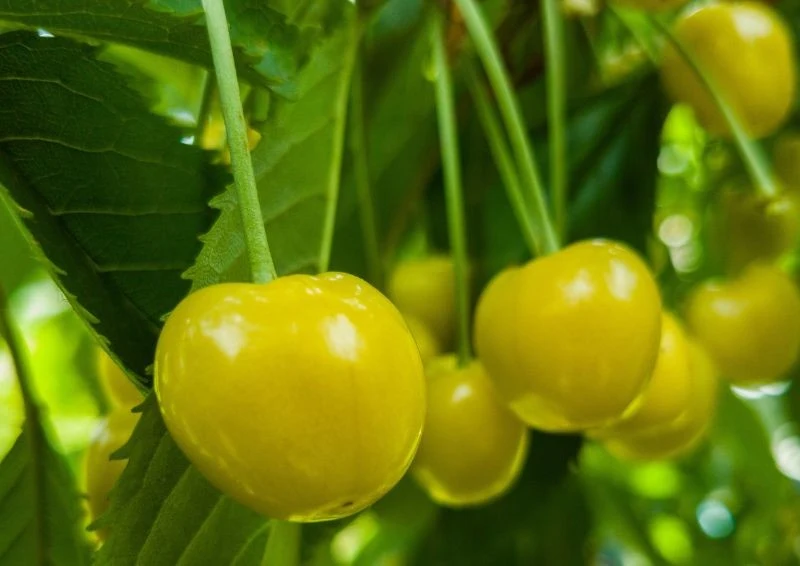 By o nią dobrze dbać, trzeba jej zapewnić dogodne warunki.