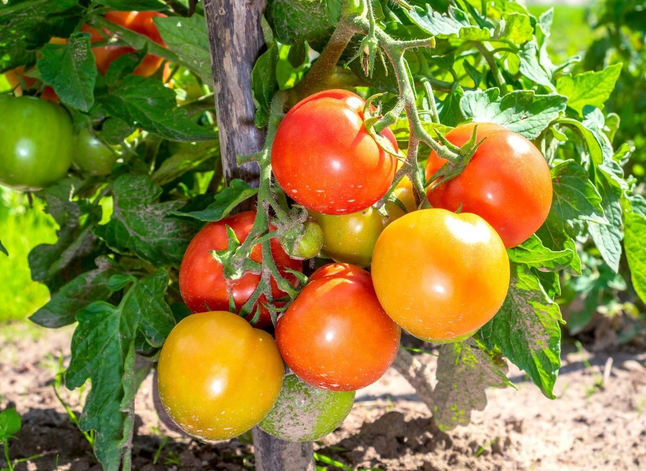 Pomidory uprawiane w zbyt żyznej glebie rozwijają części zielone kosztem owoców.