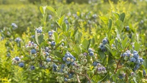 Przenawożona borówka koncentruje się na przetrwaniu, co skutkuje mniejszą liczbą kwiatów i słabszym owocowaniem .