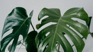 Przyczyn braku lub małej ilości dziur w liściach monstery może być kilka. Na co zwrócić uwagę?