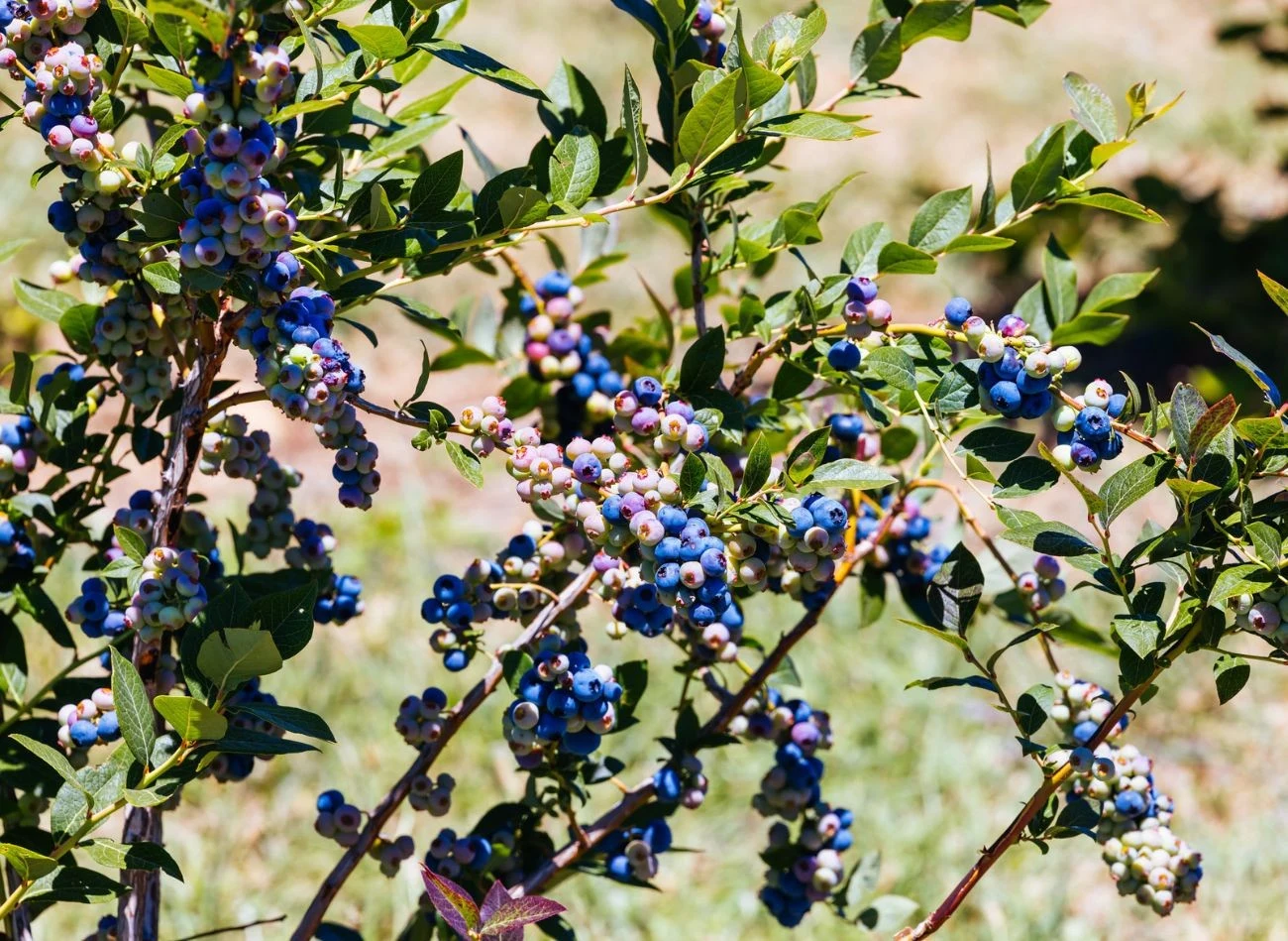 Latem borówka amerykańska potrzebuje fosforu, potasu, magnezu oraz wapnia w odpowiednich proporcjach