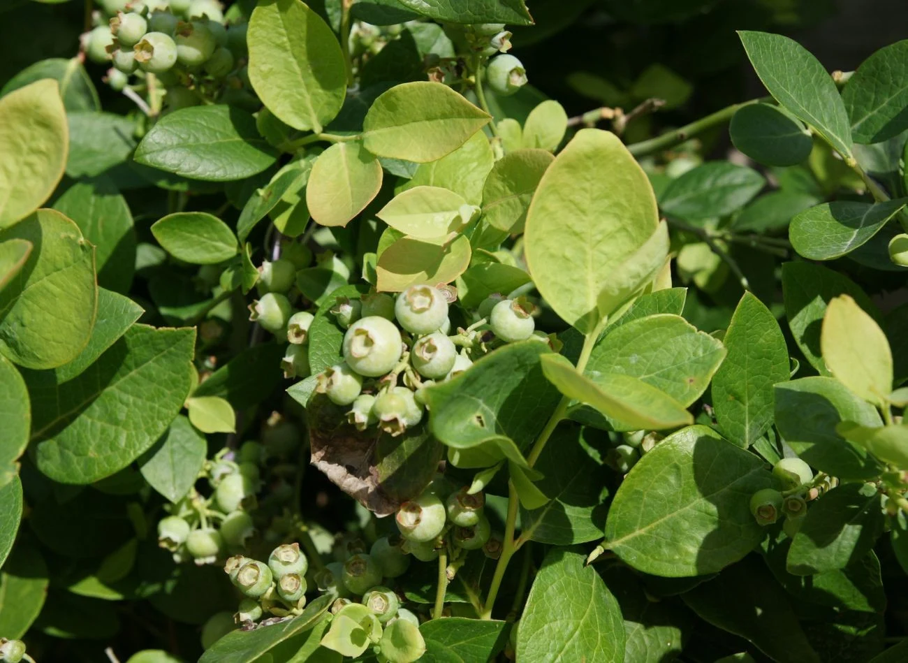 Niedobry składników odżywczych szybko można zauważyć na liściach borówki.