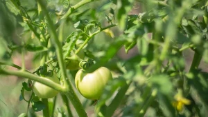 Lekarstwo na skręcone w rulon liście pomidorów. Trzeba szybko działać