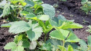 Największy wpływ na przyszłoroczne plony mają zabiegi wykonane tuż po zbiorach.