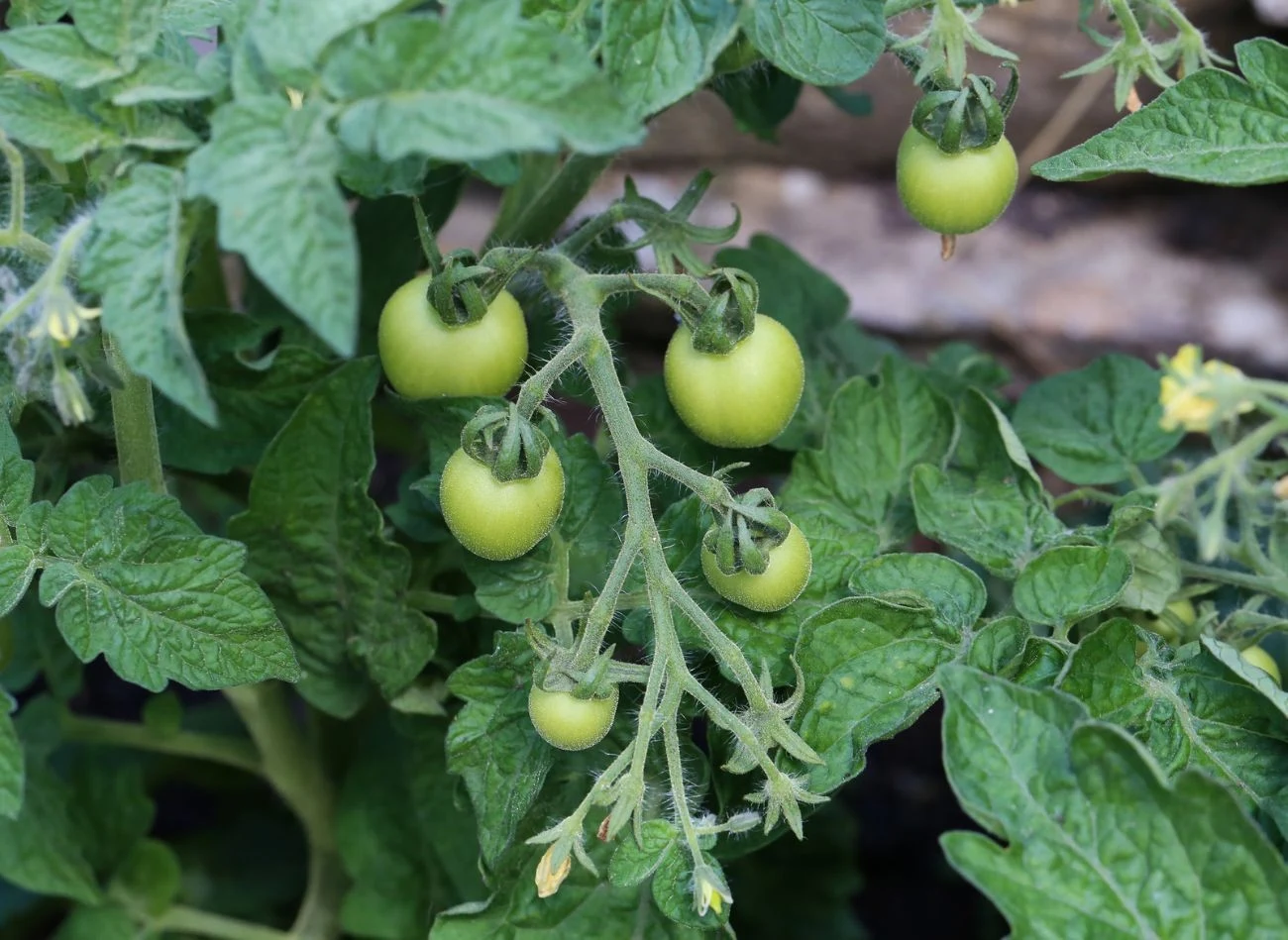 Skręcanie liści pomidorów w rulon może mieć kilka przyczyn, dlatego trzeba uważnie obserwować krzewy.