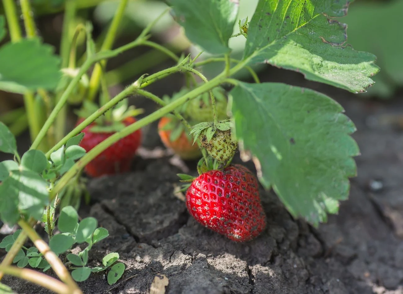 Odpowiednia pielęgnacja truskawek po zbiorach pozwoli uzyskać obfite i zdrowe plony w kolejnym sezonie