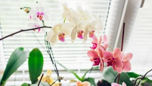 Jak dbać o storczyki latem, by dłużej kwitły? Krzemowa odżywka sprawia, że zasypują się kwiatami