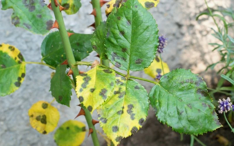 Czarna plamistość najczęściej atakuje róże latem