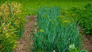 Kiedy cebula jest gotowa do zbiorów i co po niej posadzić?