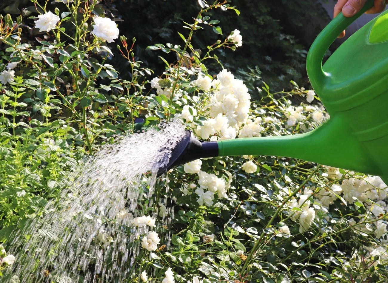Róże najlepiej podlewać w godzinach porannych, kierując wodę bezpośrednio pod roślinę.