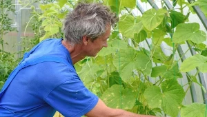 Czym pryskać ogórki zaatakowane przez mączniaka? Preparaty na bazie drożdży nie pomogą.