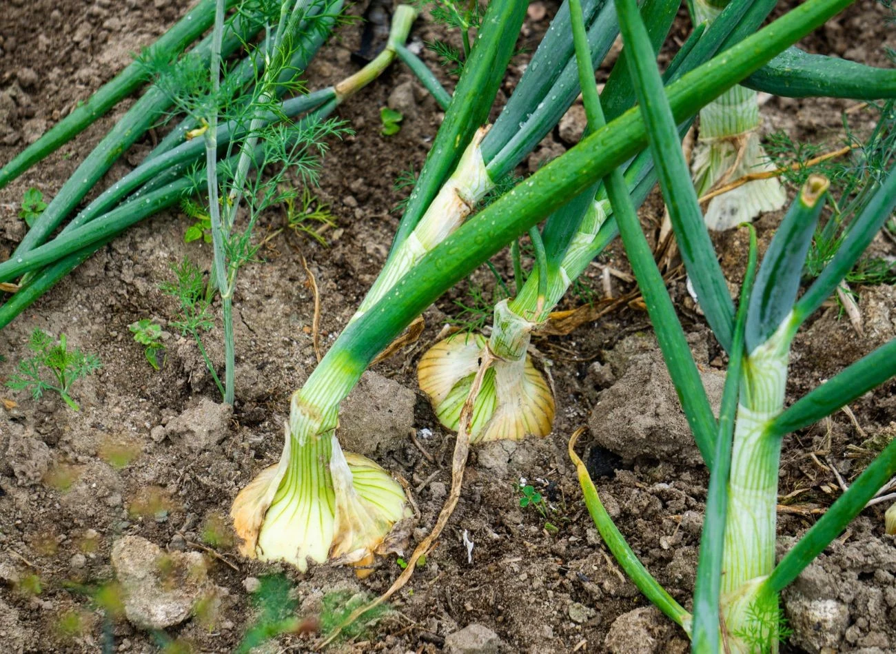 Zbiory cebuli najlepiej przeprowadzić w suchy, bezdeszczowy dzień. Można to robić ręcznie bądź za pomocą wideł.