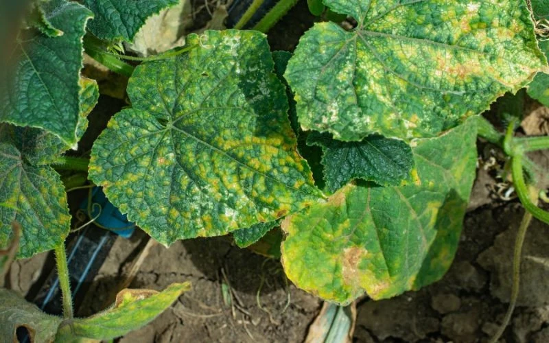Na liściach ogórków pojawiają się jasnożółte plamy