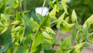 W zależności od wieku, wilczomlecz groszkowy wygląda nieco inaczej.