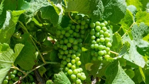 Przycinanie winorośli latem pozwala skierować energię rośliny na produkcję owoców.