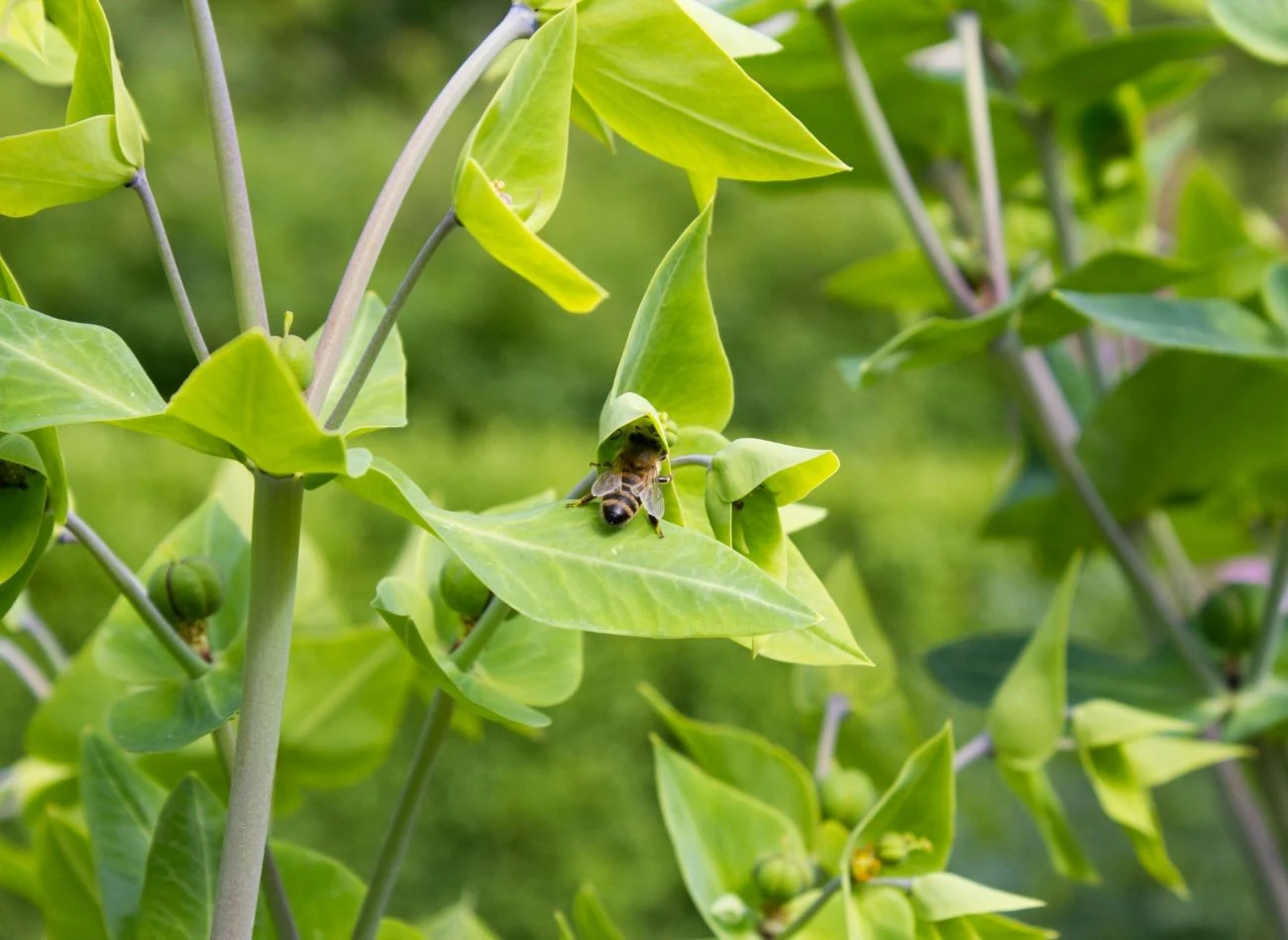 Pomimo niewielkich rozmiarów, kwiaty wilczomlecza groszkowego skutecznie przyciągają owady zapylające