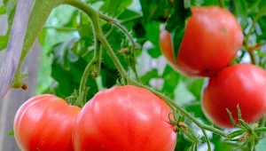 Zaraza ziemniaczana to jedna z najbardziej niszczycielskich chorób atakujących pomidory. Jak chronić warzywa?