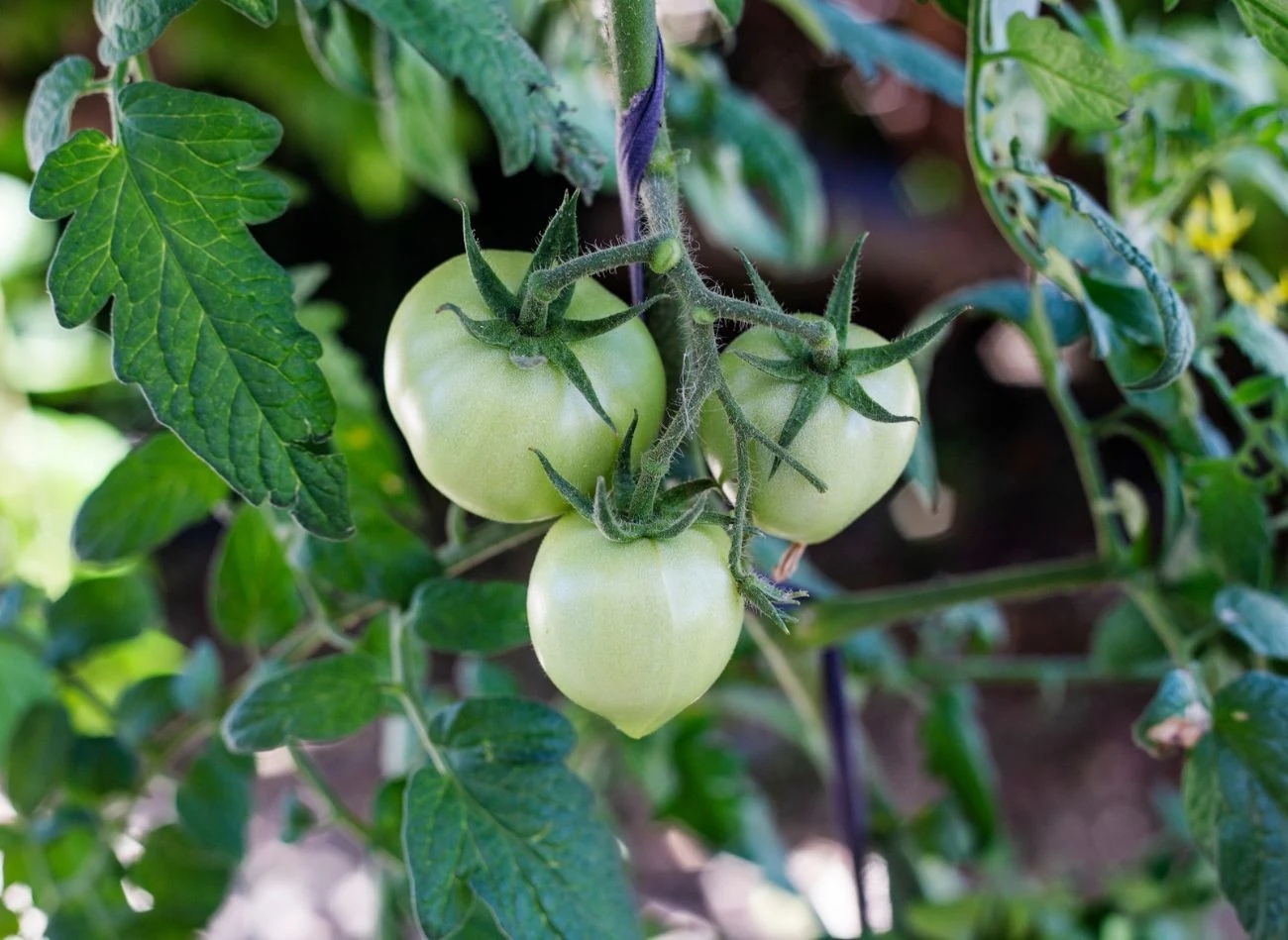 W jaki sposób dbać o pomidory, by zapobiec zarazie ziemniaczenej?