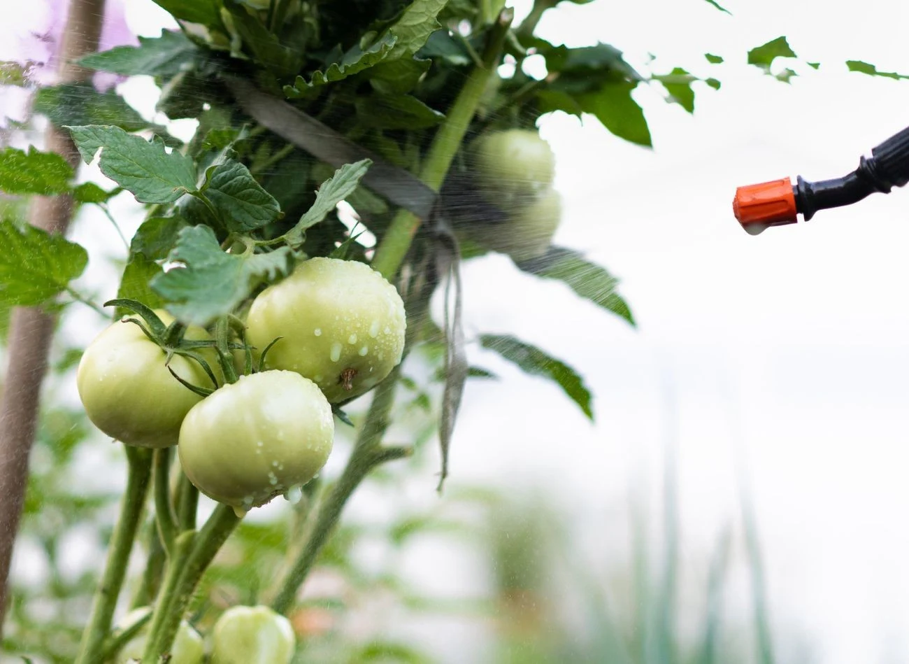 Oprysk z tłustego i drożdży tworzy nad pomidorami parasol ochronny i jest bezpieczny dla krzewwów.