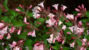 Jak uprawiać abelię wielokwiatową? Najciekawsze odmiany i wymagania