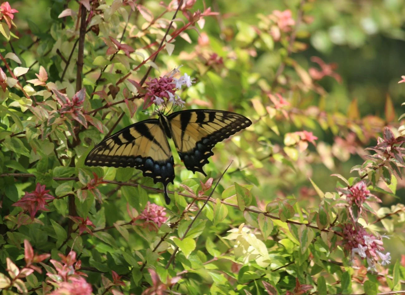 Kwiaty abelii skutecznie przyciągają do ogrodu motyle i inne pożyteczne owady