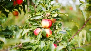 Jak chronić jabłonie przed parchem? Jest na to dobry, naturalny sposób. For. romrodinka