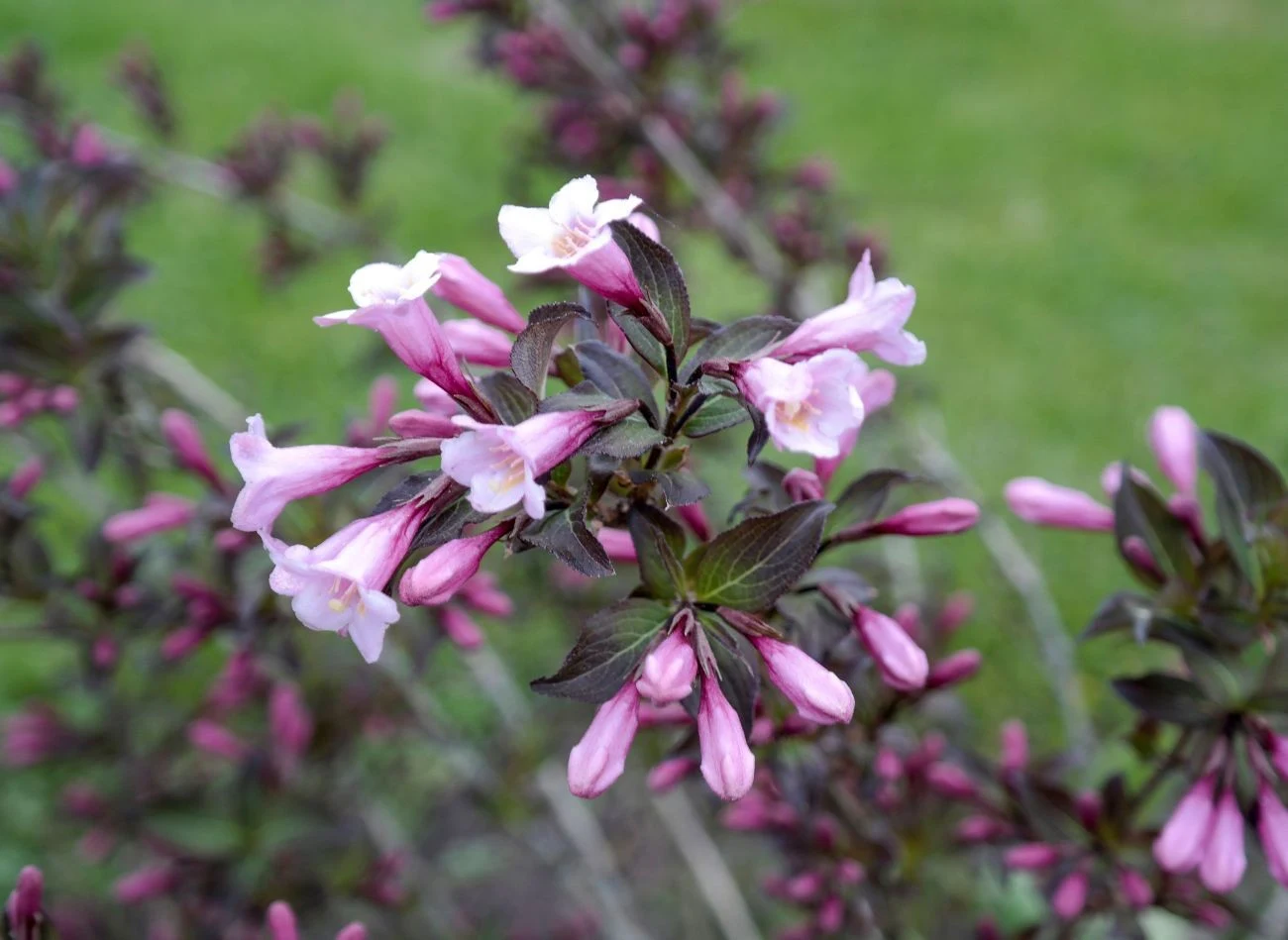Abelia wielkokwiatowa to niezwykle dekoracyjny, długo kwitnący krzew o łukowato przewieszających się pędach